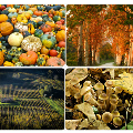 DELIZIE D'AUTUNNO / FALL FLAVORS